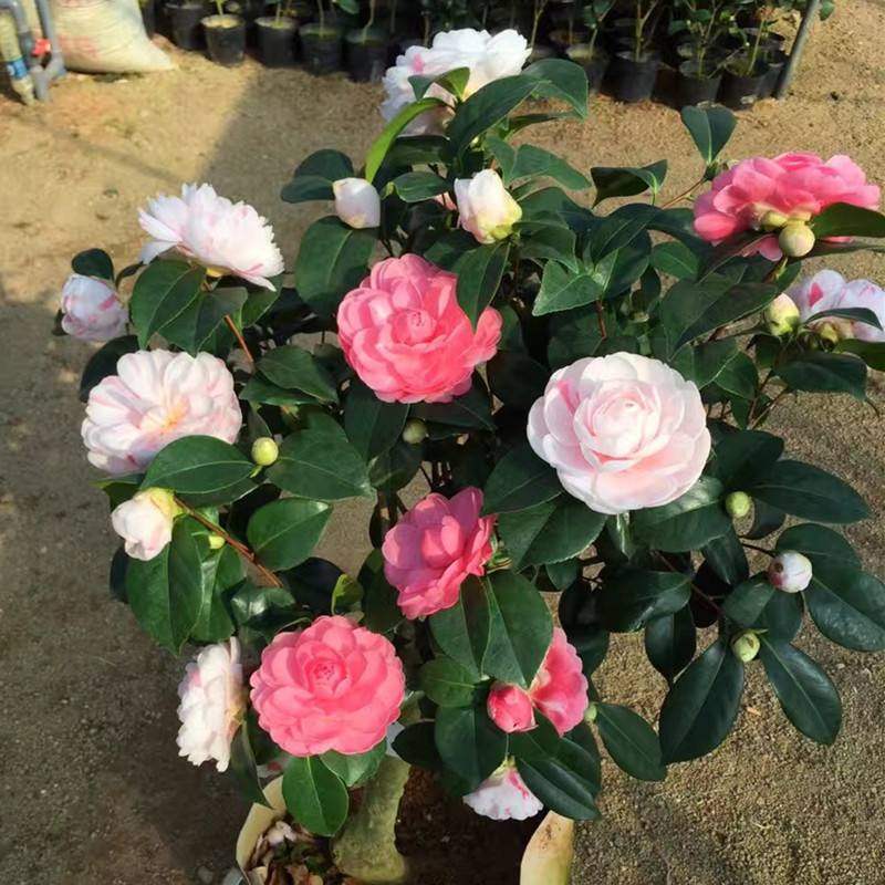 茶花盆栽五色赤丹带原土四季香妃树苗山茶花盆栽室内烈香浓香型,淘宝优惠券,粉丝福利购,淘宝优惠卷