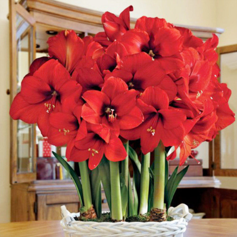 荷兰进口重瓣朱顶红种球超大室内外球根花卉盆栽开花植物花.,淘宝优惠券,粉丝福利购,淘宝优惠卷