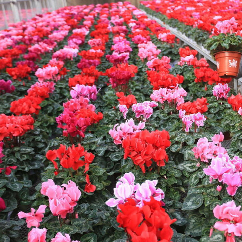 仙客来盆栽带花苞室内花卉重瓣迎客来四季开花好养大花苗观花植物 - 图2