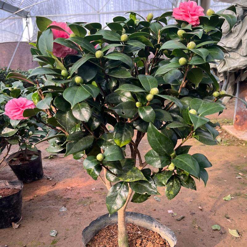 香妃四季带花花山赤丹花卉茶花树苗盆栽茶花室内开花植物大苞五色,淘宝优惠券,粉丝福利购,淘宝优惠卷