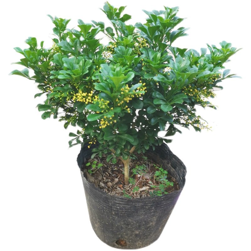 米兰盆栽花卉植物带花苞好养易活阳台庭院多季开花木本树苗小老桩,淘宝优惠券,粉丝福利购,淘宝优惠卷