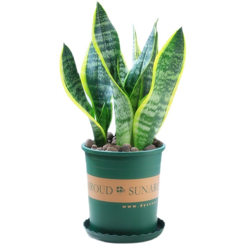 精选金边虎皮兰四季常青多肉植物好养活室内绿植盆栽高矮白玉虎尾,淘宝优惠券,粉丝福利购,淘宝优惠卷