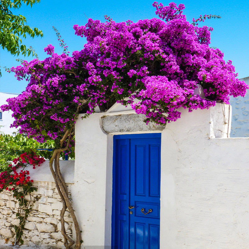 三角梅爬藤植物带花卉盆栽巴西安格斯加州黄重瓣老桩庭院四季开花,淘宝优惠券,粉丝福利购,淘宝优惠卷