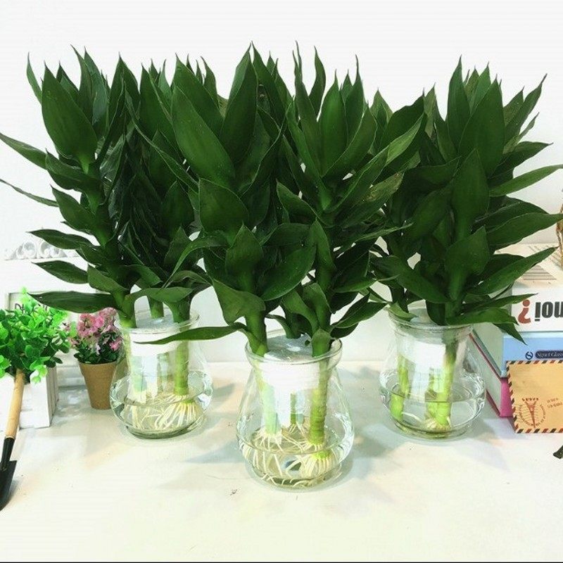 富贵竹观音竹水培植物步步高绿植绿萝盆栽室内水养栀子花卉发财树,淘宝优惠券,粉丝福利购,淘宝优惠卷