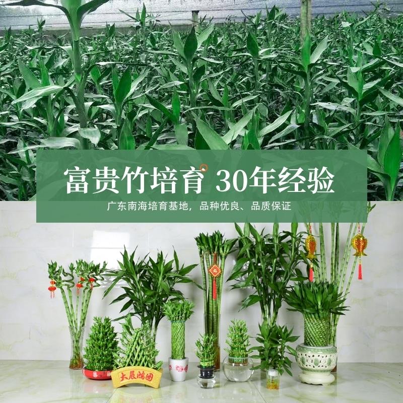 文昌富贵竹水培植物观音转运竹子盆栽客厅旺宅绿植水养招财带根 - 图1