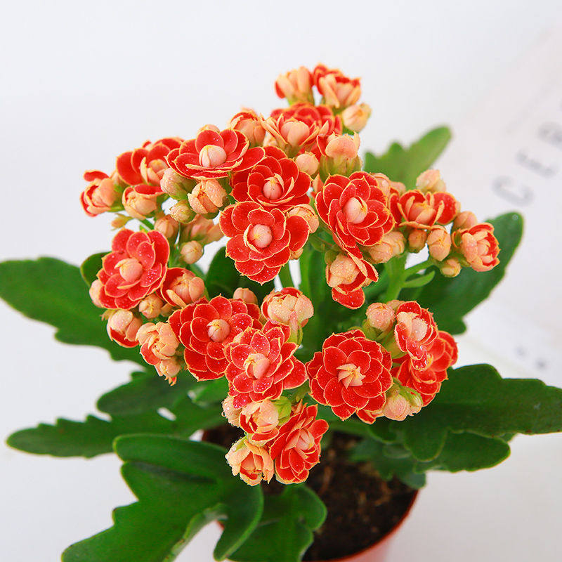 大花带花苞长寿花小盆栽重瓣金狐狸花苗四季室内开花好养花卉植物,淘宝优惠券,粉丝福利购,淘宝优惠卷