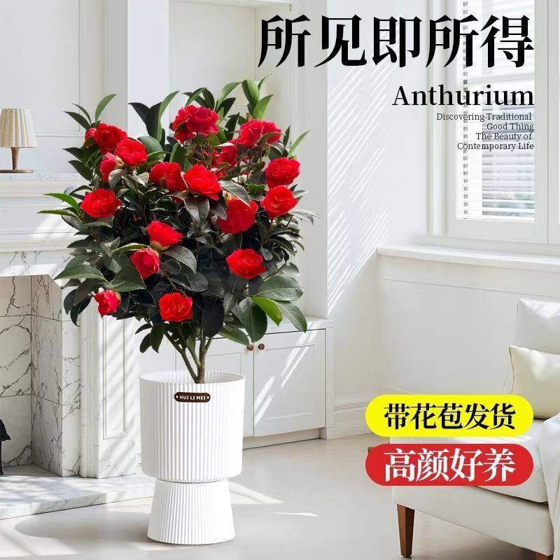 茶花盆栽新款四季茶花七星大红耐寒花卉茶花重瓣花型阳台庭院,淘宝优惠券,粉丝福利购,淘宝优惠卷