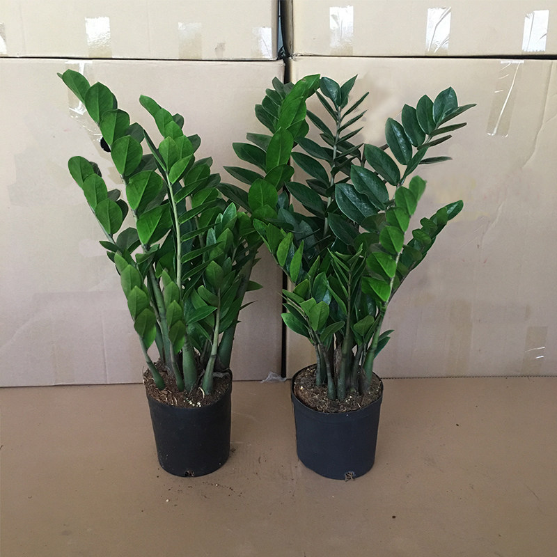 大盆金钱树盆栽室内植物客厅钱串子净化空气办公室桌面绿植发财树,淘宝优惠券,粉丝福利购,淘宝优惠卷