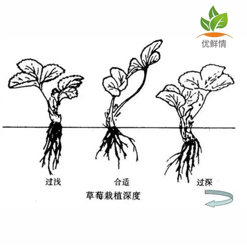 四季草莓苗盆栽带土奶油草莓秧苗食用南北方庭院阳台种植当年结果,淘宝优惠券,粉丝福利购,淘宝优惠卷