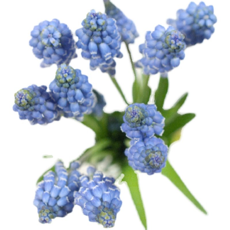 【2024秋季】荷兰葡萄风信子种球耐寒花园花境植物花卉2件包邮,淘宝优惠券,粉丝福利购,淘宝优惠卷