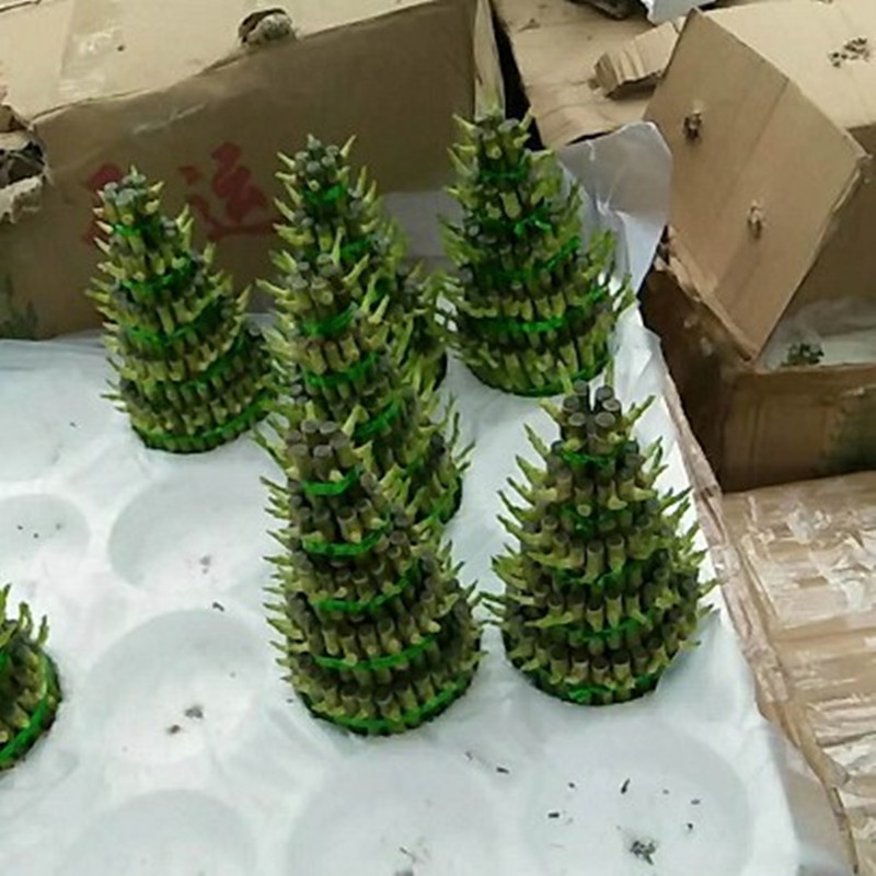 富贵竹观音竹水培植物步步高绿植绿萝盆栽室内水养栀子花卉发财树,淘宝优惠券,粉丝福利购,淘宝优惠卷