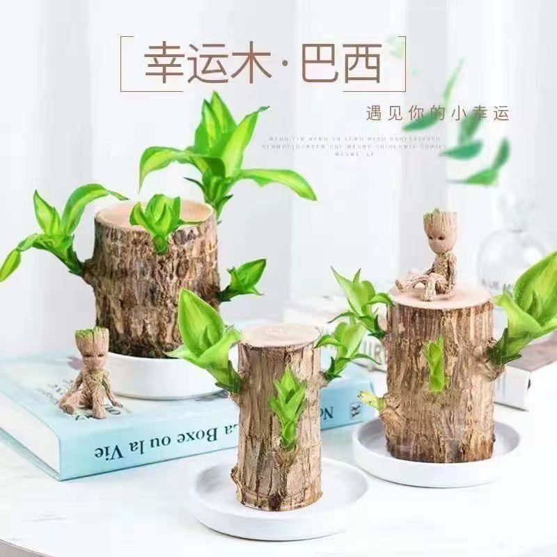 巴西木格鲁特树人开花水培养幸运木室内好养懒人花卉迷你绿植盆栽,淘宝优惠券,粉丝福利购,淘宝优惠卷