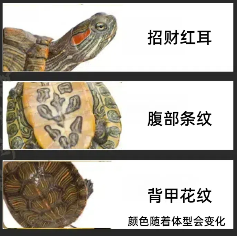 网红小宠物巴西龟小乌龟巴西龟幼龟长寿观赏乌龟招财小草龟,淘宝优惠券,粉丝福利购,淘宝优惠卷