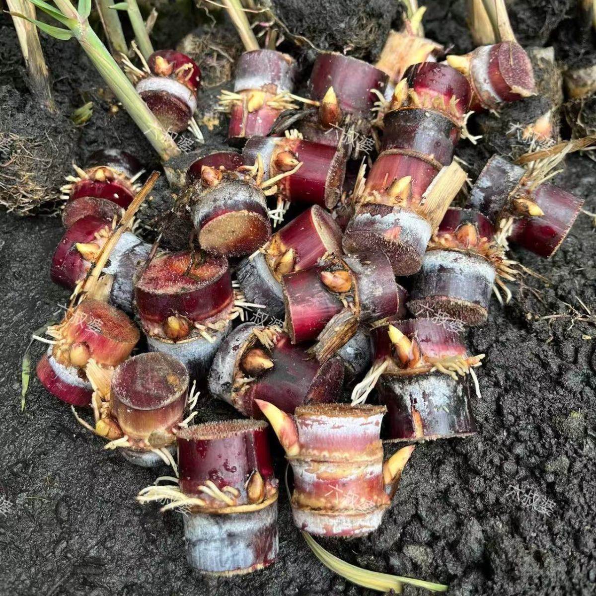 正宗广西水果黑皮甘蔗红皮甘蔗种苗高产盘栽甘蔗种子种植苗籽优良,淘宝优惠券,粉丝福利购,淘宝优惠卷