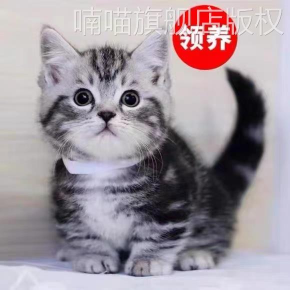 猫咪活物宠物幼猫奶牛猫三花猫便宜美短小猫蓝猫金银渐层猫猫橘猫-图0