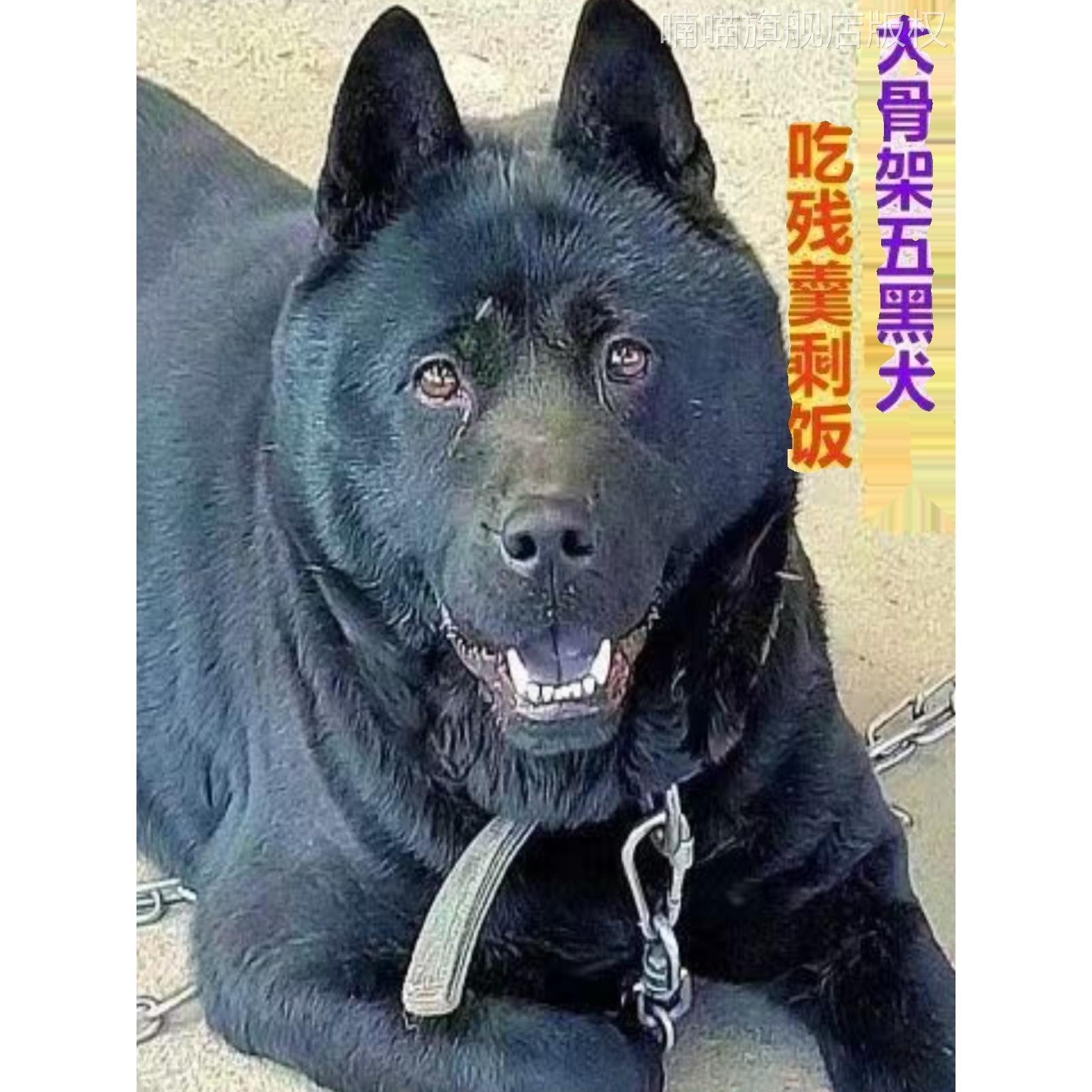 五黑犬广西土猎犬正宗虎头犬三个月猎犬看家护院护卫犬放羊放活体-图2