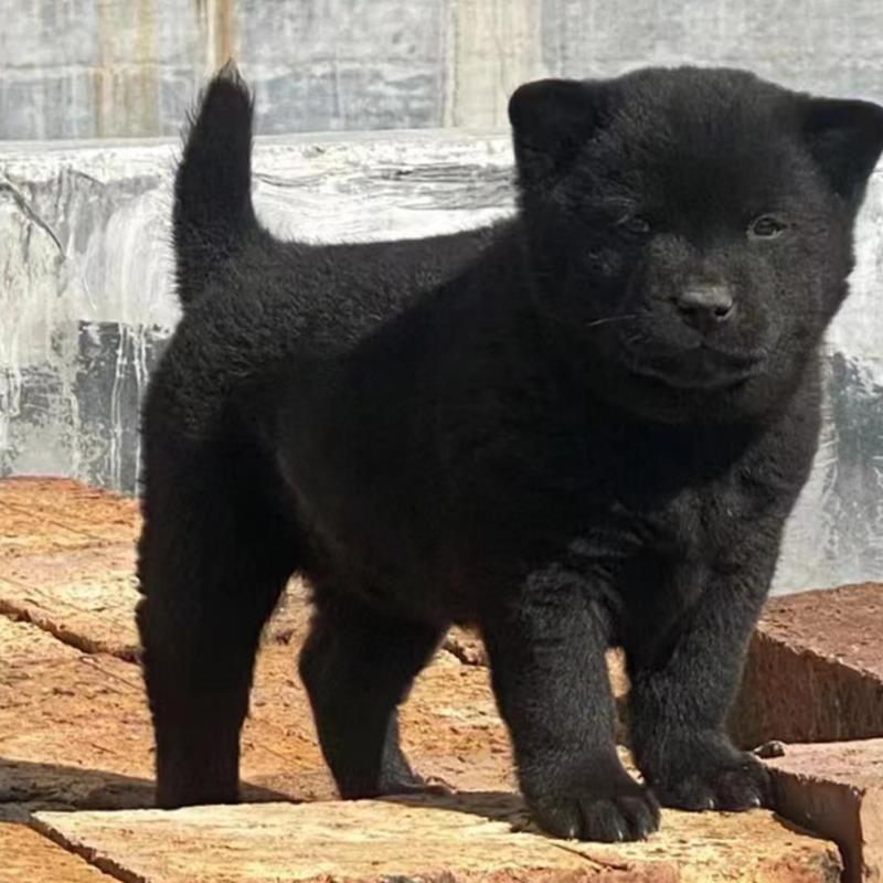 五黑犬中华田园犬虎头虎斑狗土狗赶山犬狩猎犬幼崽活体正宗纯黑狗 - 图0