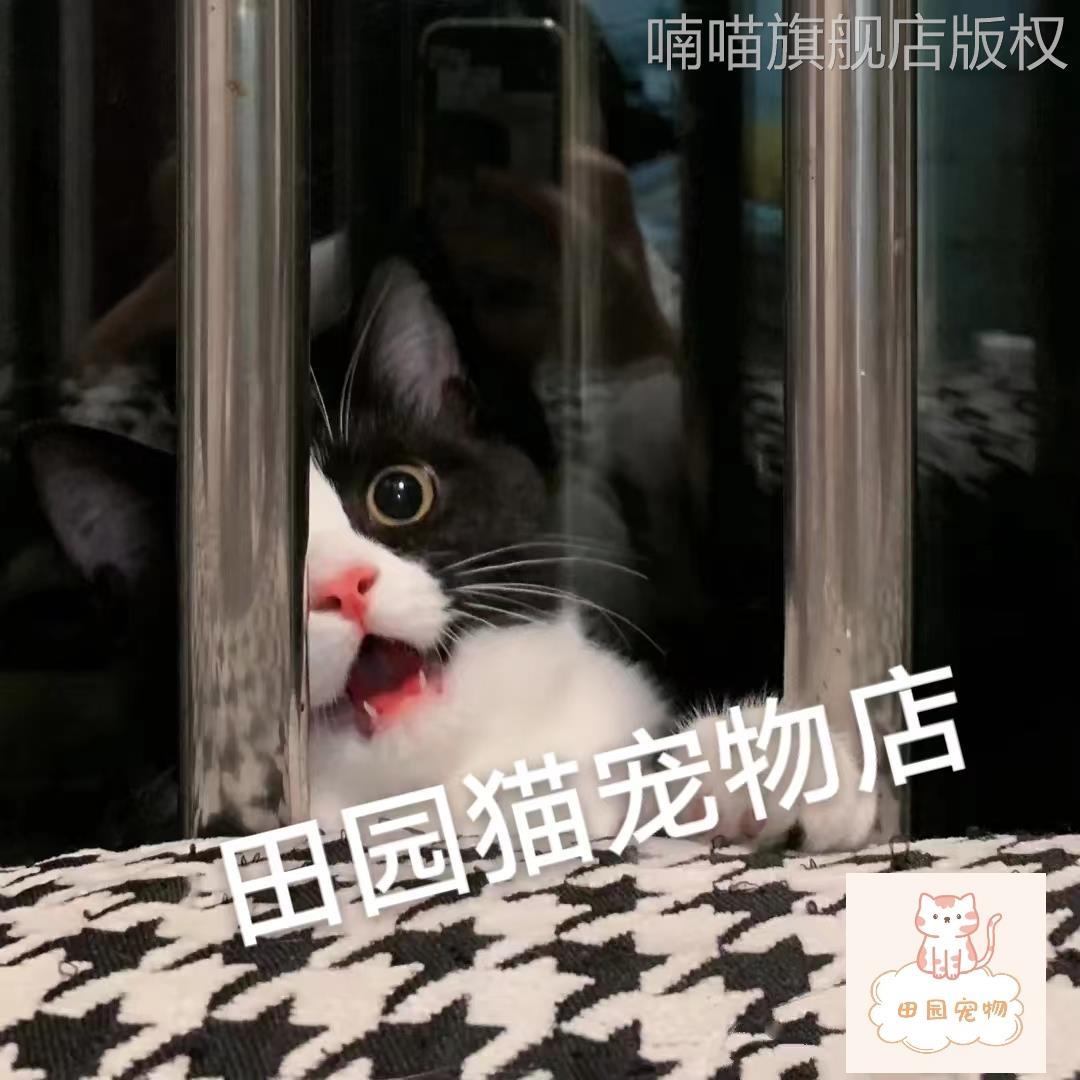 奶牛猫黑白网红捕鼠猫中华田园猫橘猫狸花猫三花猫黑猫白猫抓鼠猫