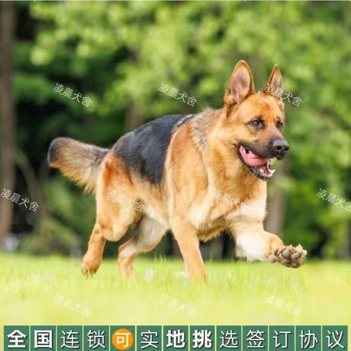 德牧幼犬混血弓背黑背德国牧羊犬警犬军犬大型狼狗猎犬宠物狗活体