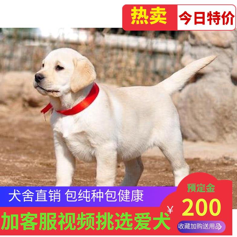 纯种拉布拉多犬幼犬神犬小七导盲犬金毛幼犬萨摩耶幼犬活体宠物狗 - 图1