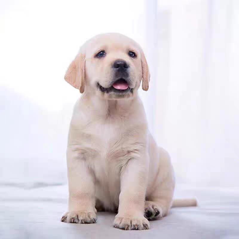 活体拉布拉多幼犬纯种双血统拉布拉多犬导盲犬大型犬活体宠物狗 - 图0