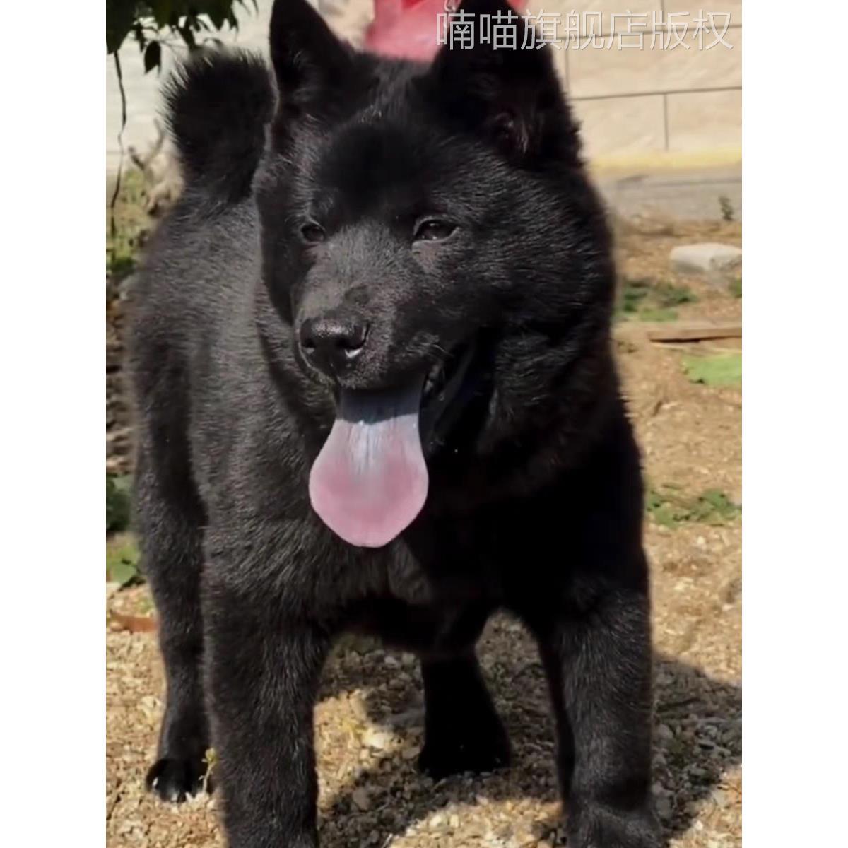 广西虎头五黑犬土猎犬赶山犬看家护院犬小黑狗纯黑中华田园犬活体 - 图1