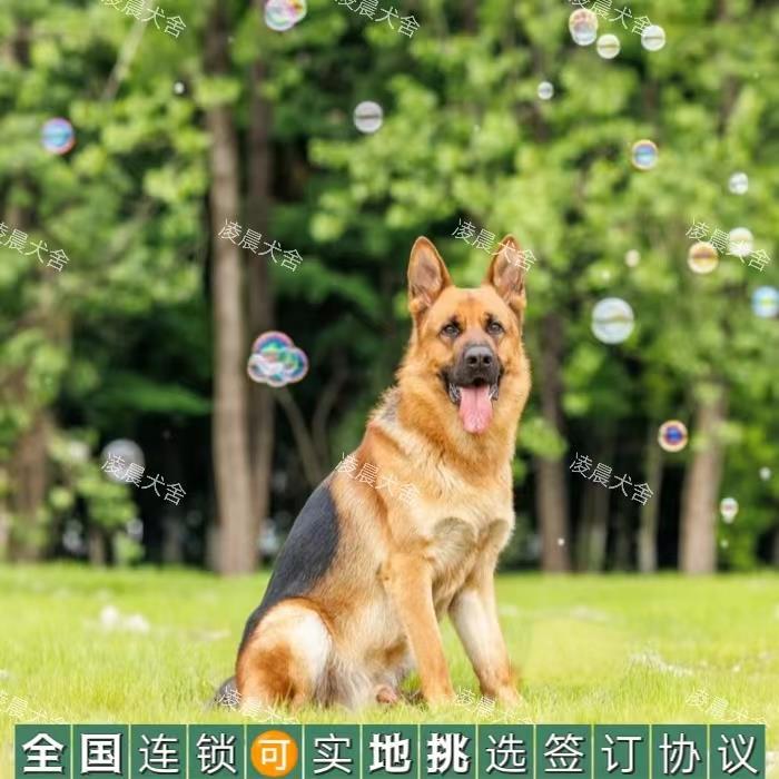 德牧幼犬混血弓背黑背德国牧羊犬警犬军犬大型狼狗猎犬宠物狗活体