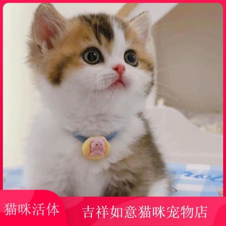 中华田园猫小猫网红三花猫橘白猫狸猫宠物猫小奶猫可爱家养小猫咪-图0