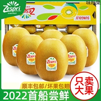 New Zealand Kiwifruit Golden Fruits Great Fruits Fresh Fruit When Season Import Varieties Yellow Hearts Kiwi Whole Boxes Cisabundant