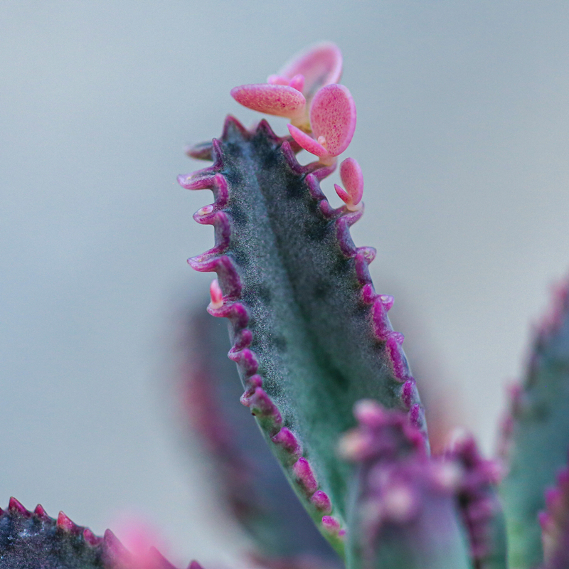 不死鸟盆栽多肉植物仙人掌花卉适合室内办公室电脑桌面绿植小盆景 - 图2