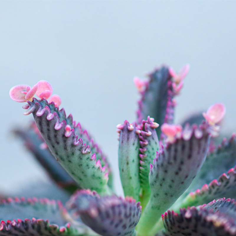 不死鸟盆栽多肉植物仙人掌花卉适合室内办公室电脑桌面绿植小盆景 - 图1
