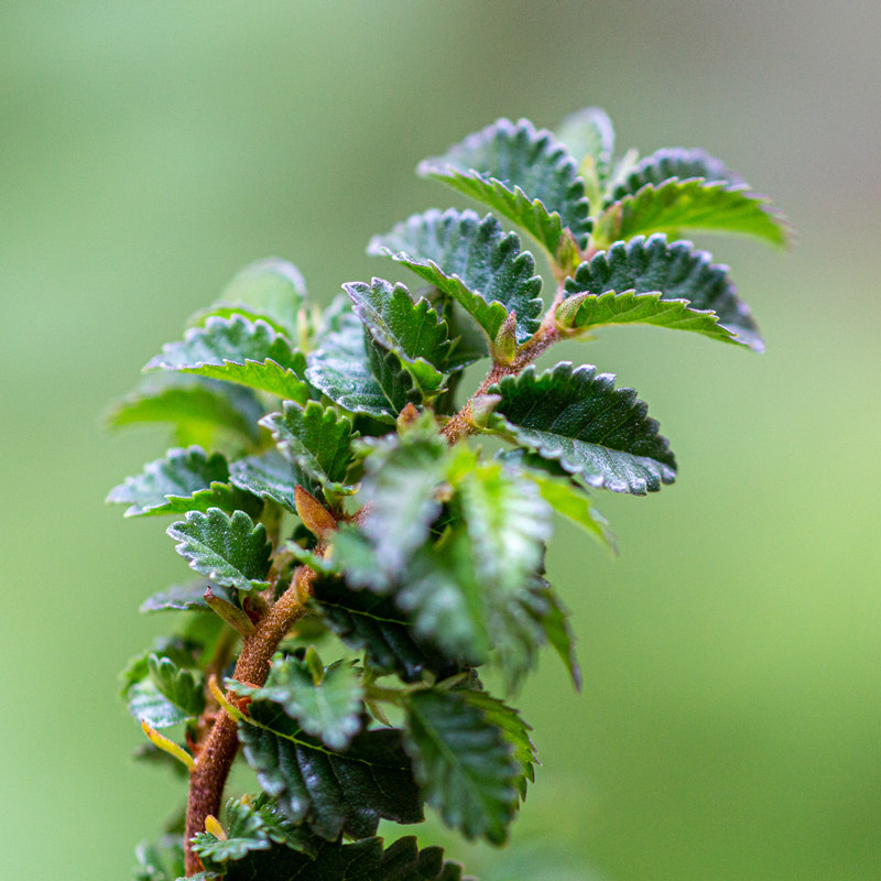 小叶榆树盆景提根盆栽植物办公室茶几桌面掌上禅意造型小盆景绿植-图0