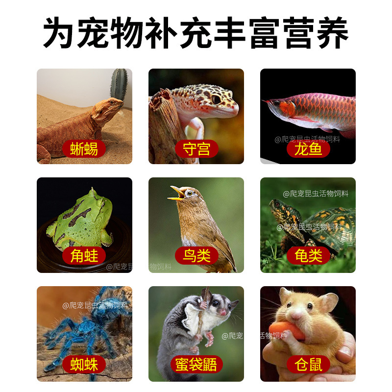 杜比亚蟑螂 昆虫 爬宠 活饵 饲料 - 图0