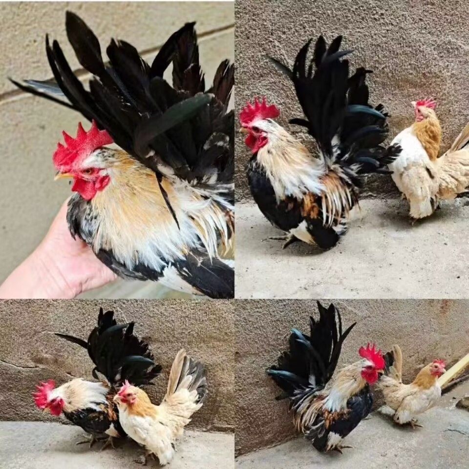 塞拉玛元宝鸡受精种蛋宠物鸡观赏鸡矮脚鸡小体型马来西亚玲珑鸡,淘宝优惠券,粉丝福利购,淘宝优惠卷