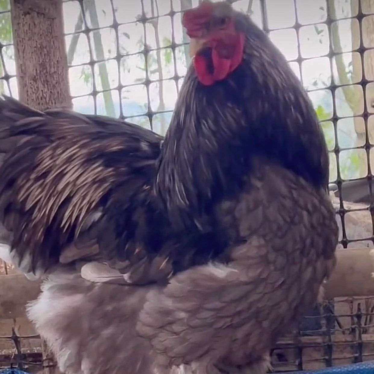 巨型婆罗门鸡活苗纯种婆罗门鸡受精种蛋梵天鸡种蛋巨鸡宠物受精蛋,淘宝优惠券,粉丝福利购,淘宝优惠卷