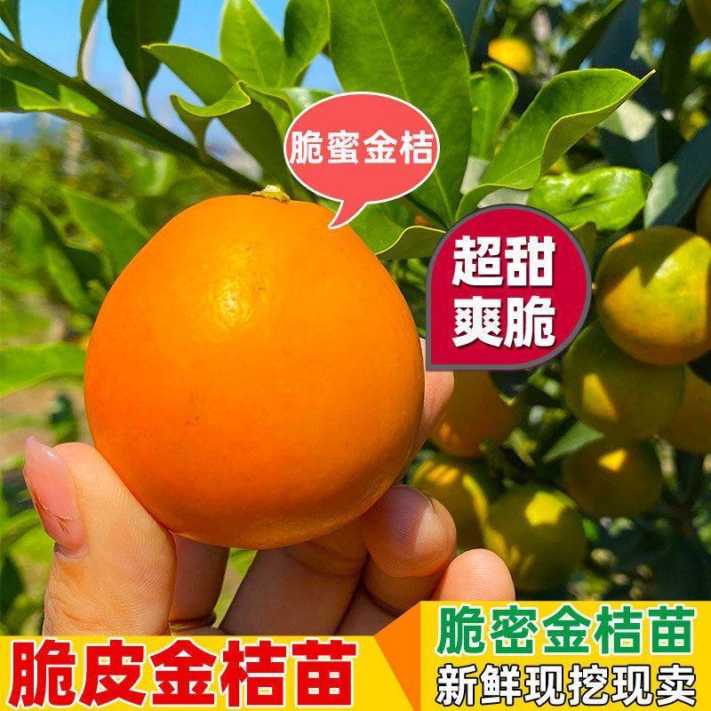 特大脆蜜金桔苗广西第三代金桔脆皮树苗融安嫁接橘子四季常青盆栽,淘宝优惠券,粉丝福利购,淘宝优惠卷