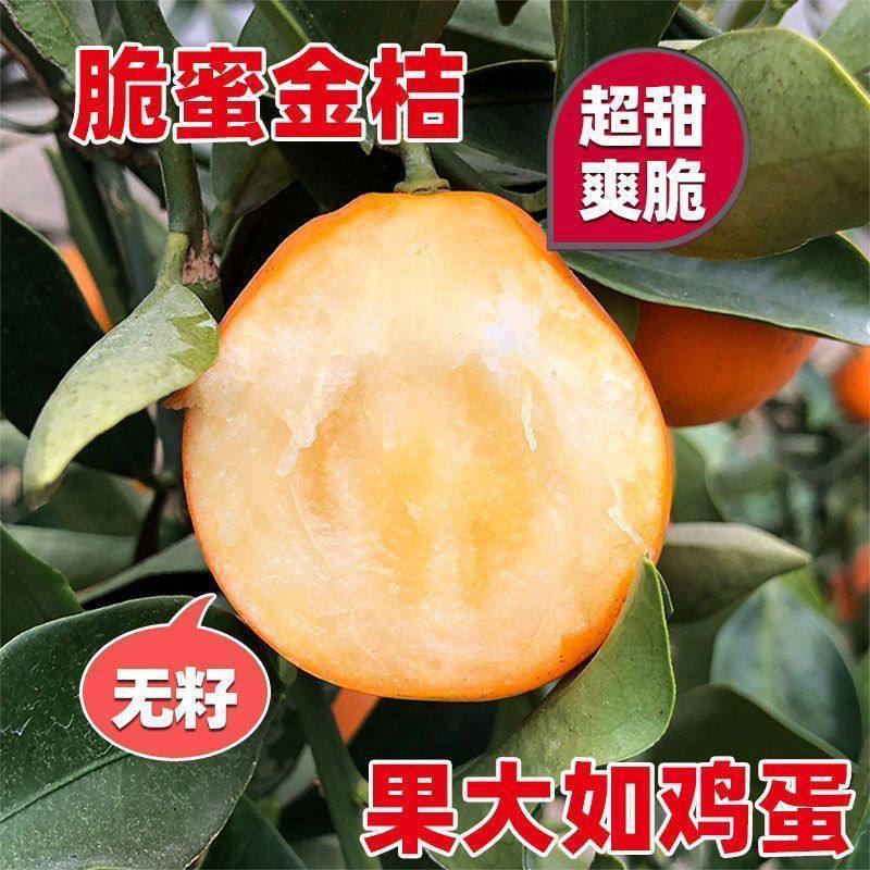 特大脆蜜金桔苗广西第三代金桔脆皮树苗融安嫁接橘子四季常青盆栽,淘宝优惠券,粉丝福利购,淘宝优惠卷