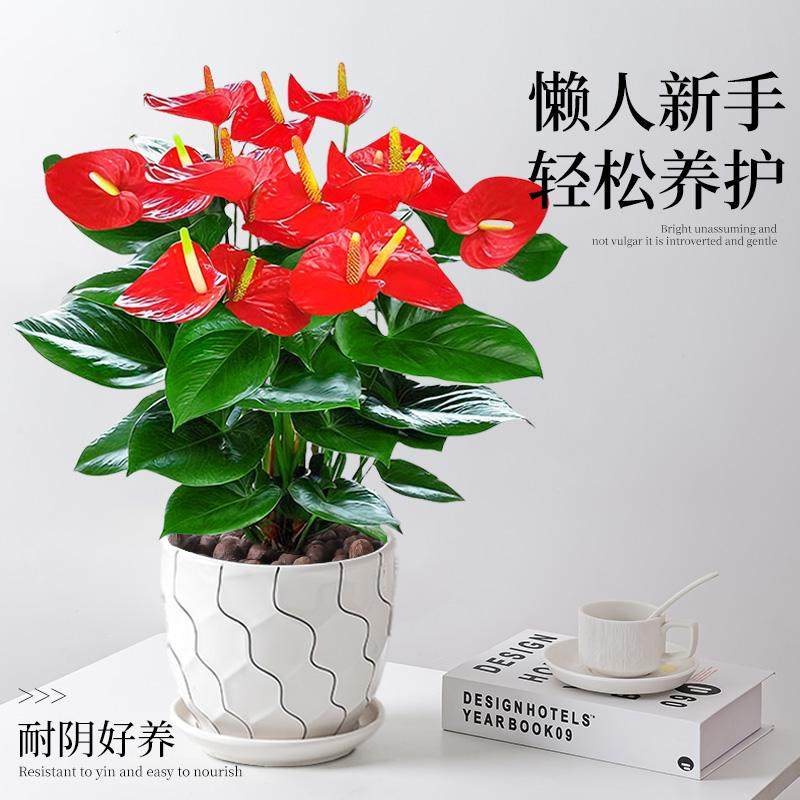 红掌盆栽带花室内绿植桌面水培植物鸿运当头年宵花特大盆白掌好养,淘宝优惠券,粉丝福利购,淘宝优惠卷