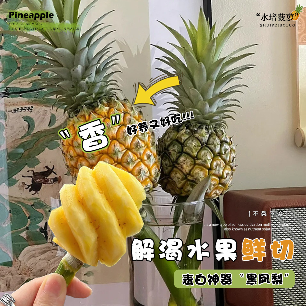 小菠萝水培植物动感光菠香蕉鲜切办公室可食用绿植室内客厅黑凤梨,淘宝优惠券,粉丝福利购,淘宝优惠卷