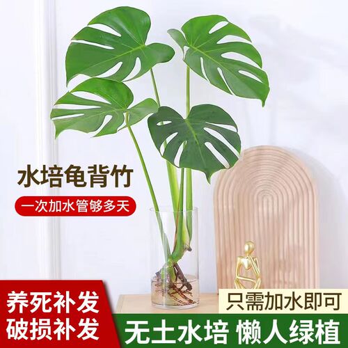 水培植物龟背竹盆栽老桩净化空气天堂鸟大叶室内观叶绿植耐阴常青 - 图0