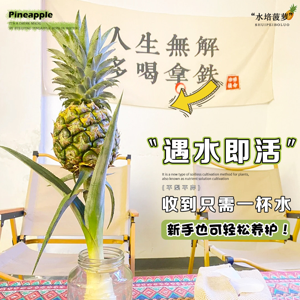 小菠萝水培植物动感光菠香蕉鲜切办公室可食用绿植室内客厅黑凤梨,淘宝优惠券,粉丝福利购,淘宝优惠卷