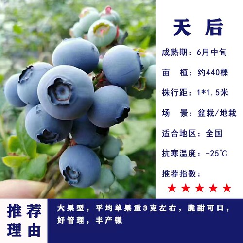 蓝莓树果苗盆栽带花带果地栽庭院果树南方北方种植当年结果蓝莓苗 - 图1
