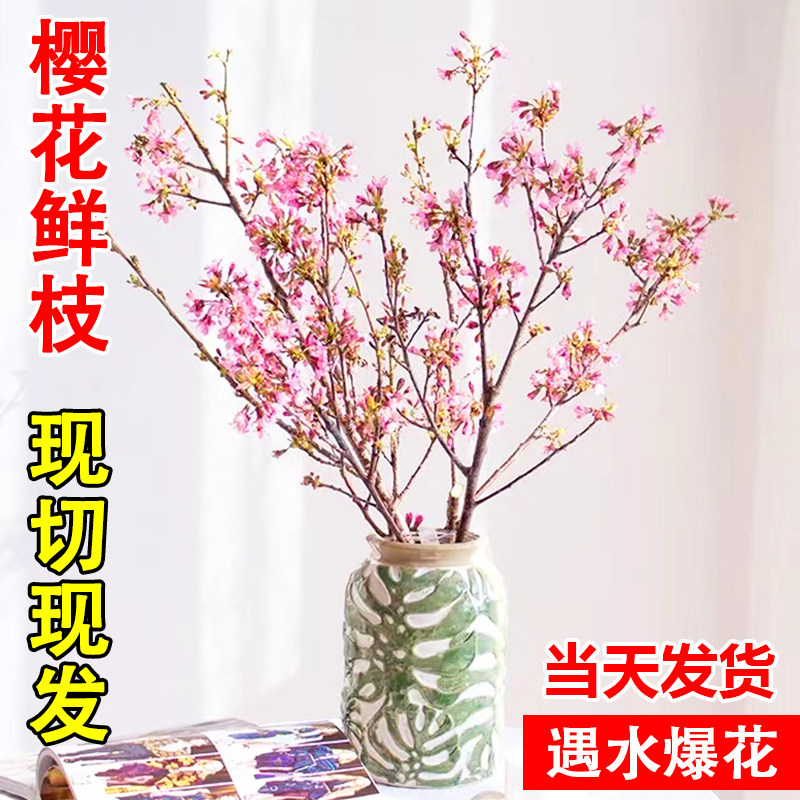 粉色樱花鲜切枝水培植物鲜花云南直发客厅绿植珍珠李鲜切花插瓶花,淘宝优惠券,粉丝福利购,淘宝优惠卷