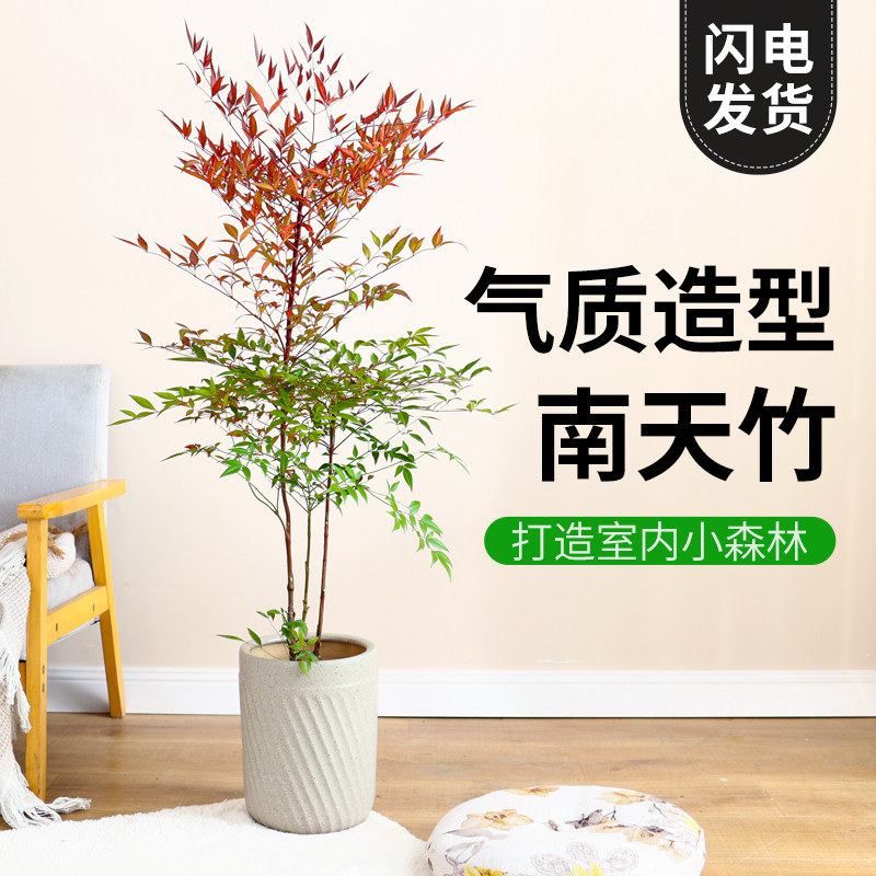 南天竹盆栽客厅绿植室内老桩办公室禄植大型植物落地式真花好养,淘宝优惠券,粉丝福利购,淘宝优惠卷