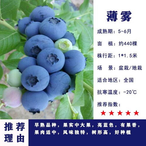 蓝莓树果苗盆栽带花带果地栽庭院果树南方北方种植当年结果蓝莓苗 - 图0