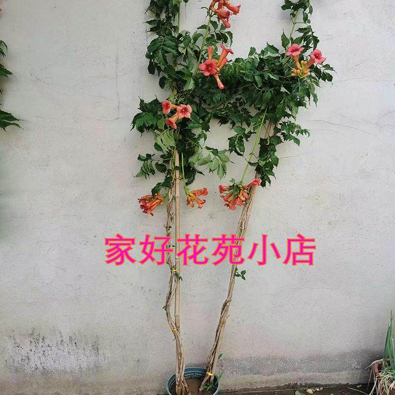 麻花凌霄花爬藤植物凌霄花苗庭院阳台盆栽花卉耐寒花期长好养易活,淘宝优惠券,粉丝福利购,淘宝优惠卷