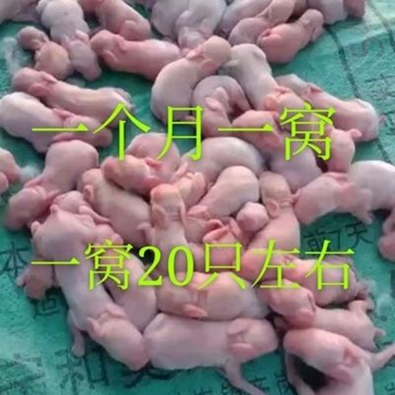 比利时兔子活物大型肉兔活体繁殖兔种兔花兔黑兔幼崽小白兔月月兔-图2