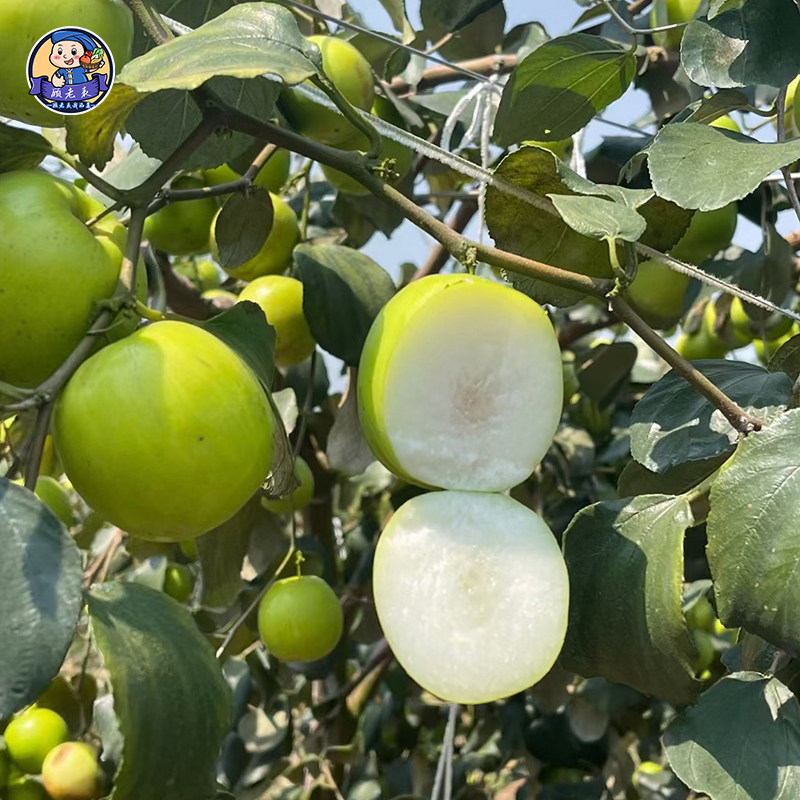 顺丰空运云南苹果枣西双版纳大枣特产纯甜孕妇新鲜水果应季甜脆,淘宝优惠券,粉丝福利购,淘宝优惠卷