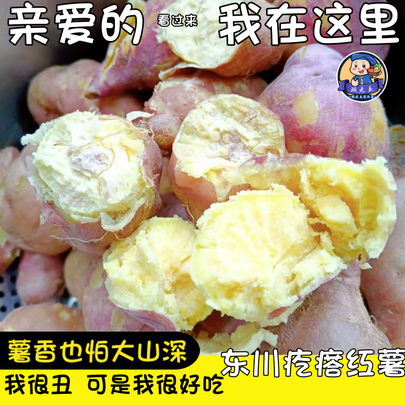 东川特产疙瘩红薯云南高原黄金蜜薯烤地瓜板栗红薯粉糯香甜可蒸5