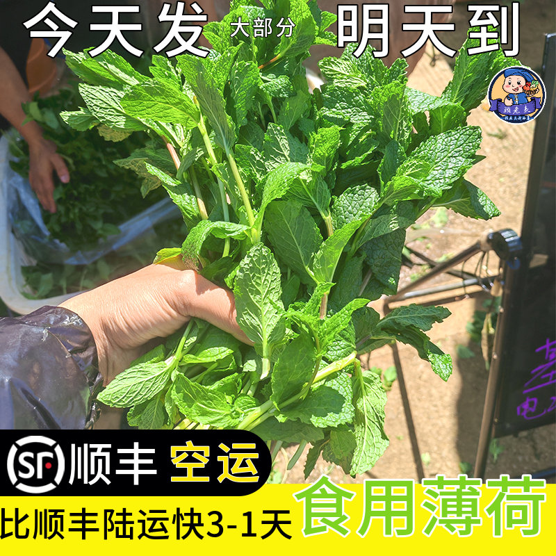 顺丰空运云南新鲜薄荷蔬菜食用餐饮火锅蘸水调料鲜薄荷叶食用3斤 - 图0